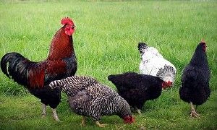 chickens47037993a0